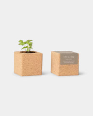 Grow cube personnalisable - 2