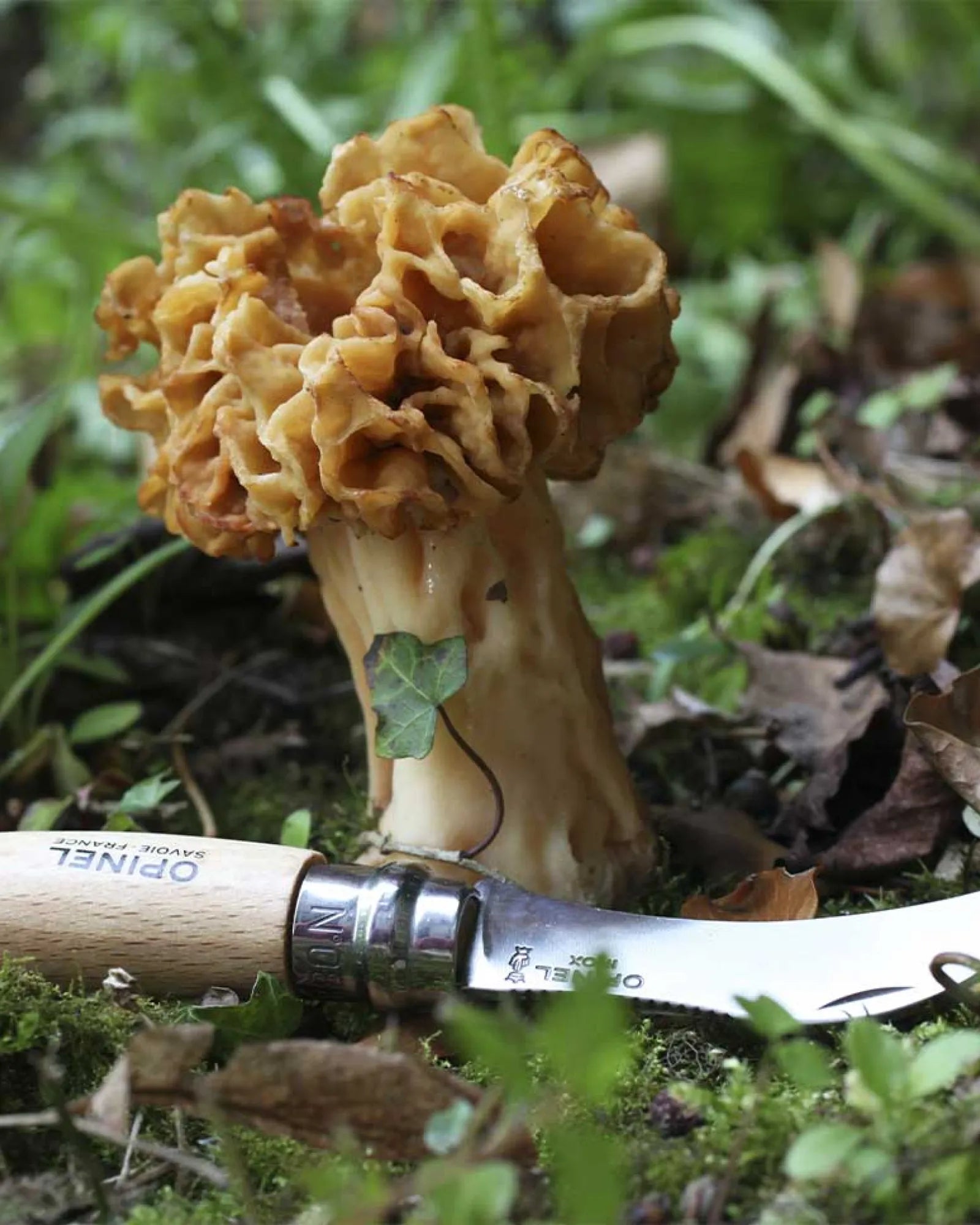 Couteau à champignon acier inoxydable Opinel N°08 à personnaliser - 4