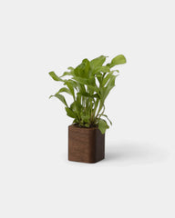 Pot cubique à personnaliser - 3