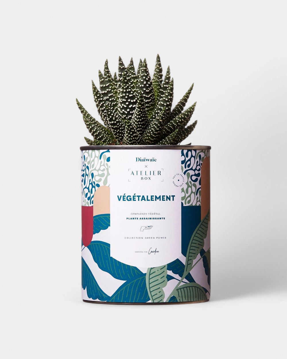 Cactus 100% personnalisable Diaiwaie - 4