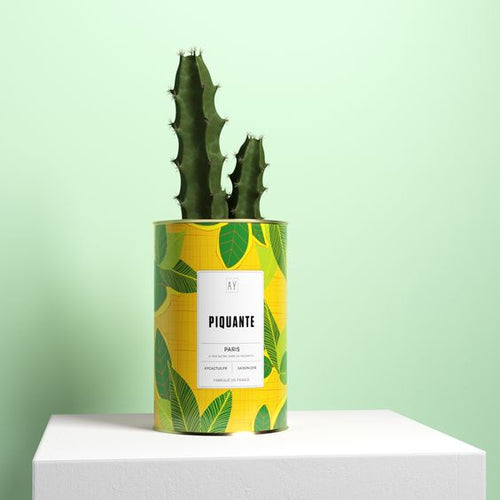 AŸ Cactus