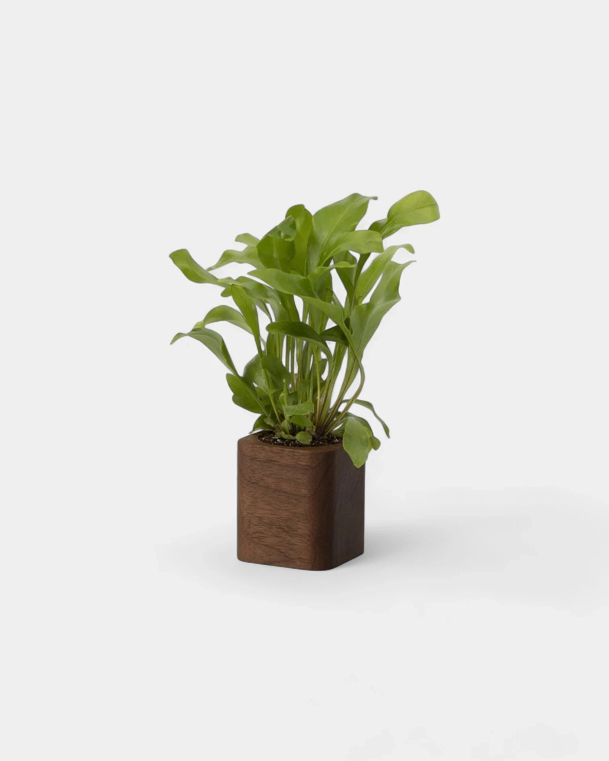 pot-cubique-en-bois-a-personnaliser15