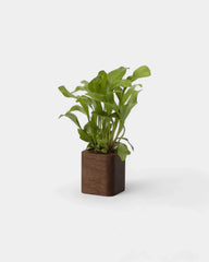 pot-cubique-en-bois-a-personnaliser15