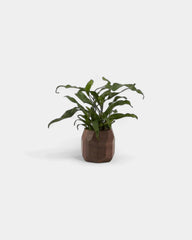 pot-a-crayon-geometrique-en-bois-noyer-personnalisable-14
