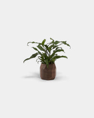 pot-a-crayon-geometrique-en-bois-noyer-personnalisable-18
