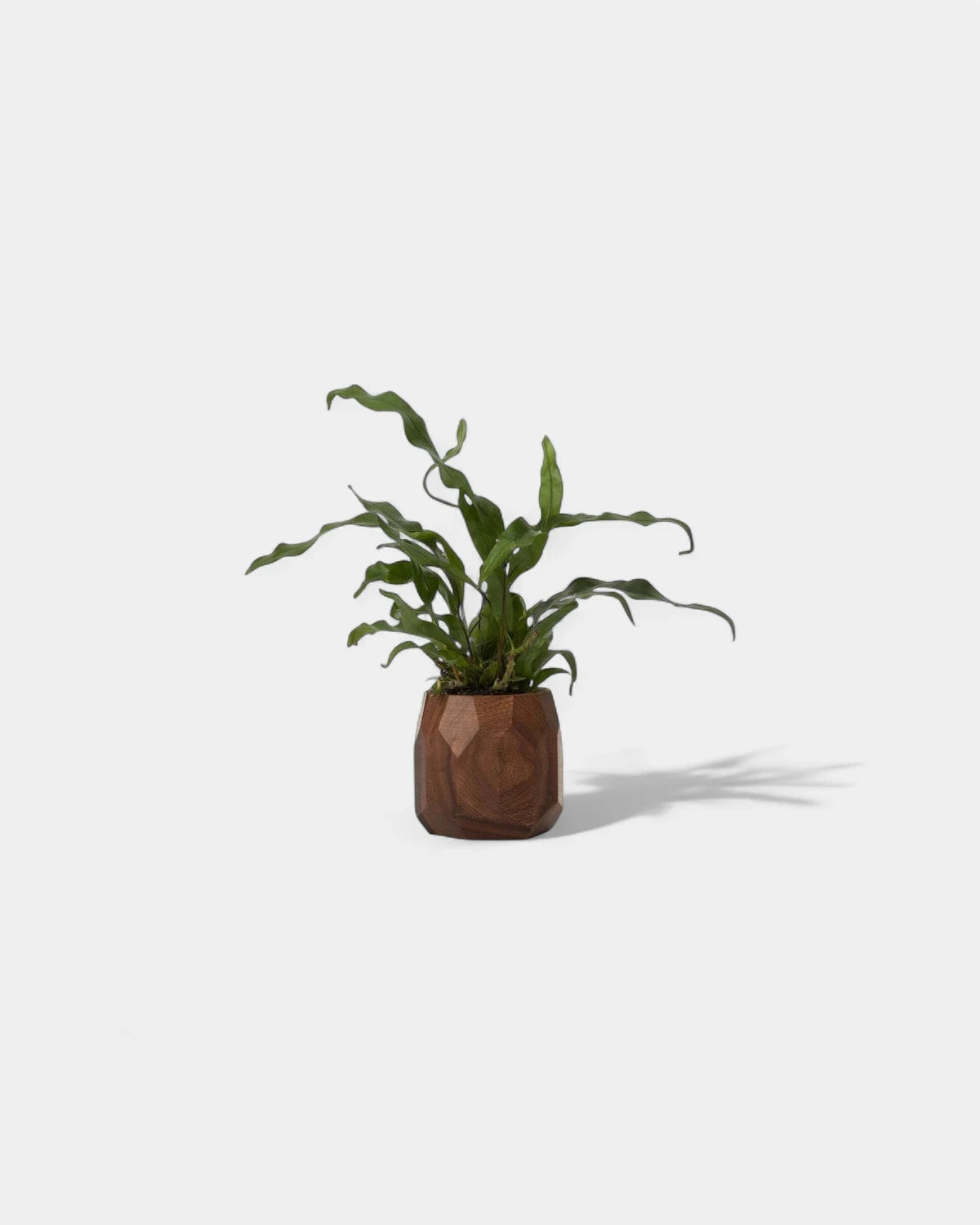pot-a-crayon-geometrique-en-bois-noyer-personnalisable-17