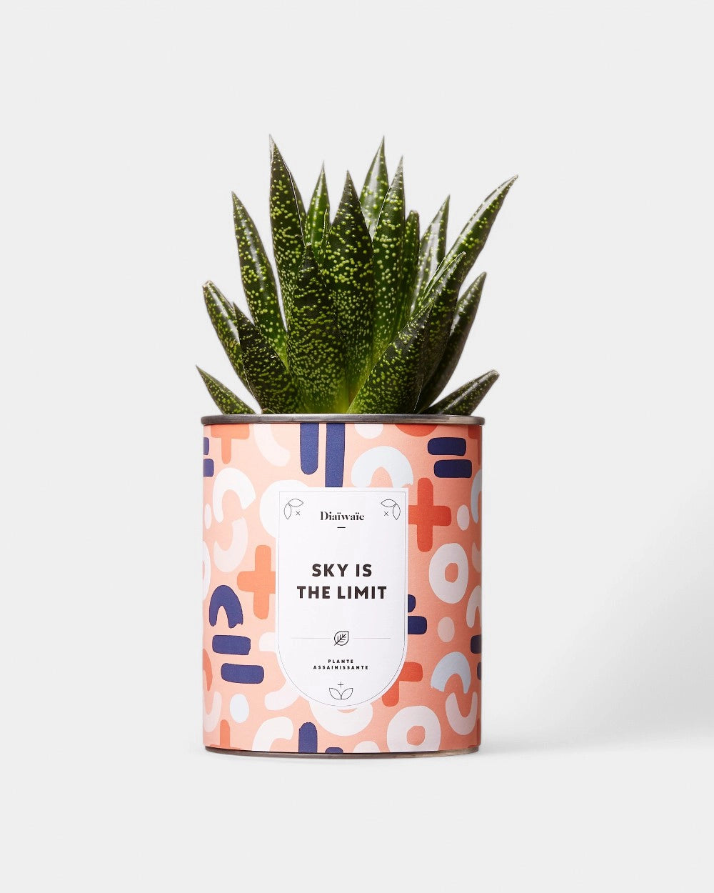 Cactus 100% personnalisable Diaiwaie - 7