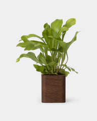 Pot cubique à personnaliser - 16