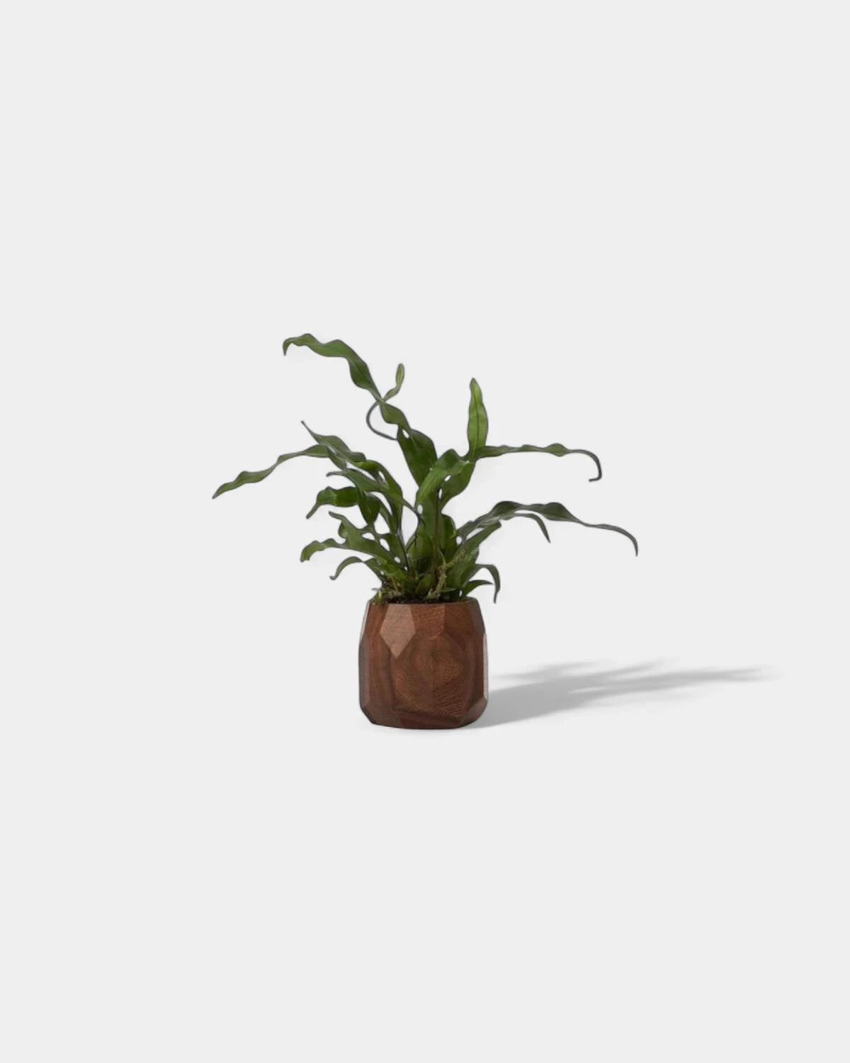 pot-a-crayon-geometrique-en-bois-noyer-personnalisable-13