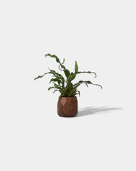 pot-a-crayon-geometrique-en-bois-noyer-personnalisable-13