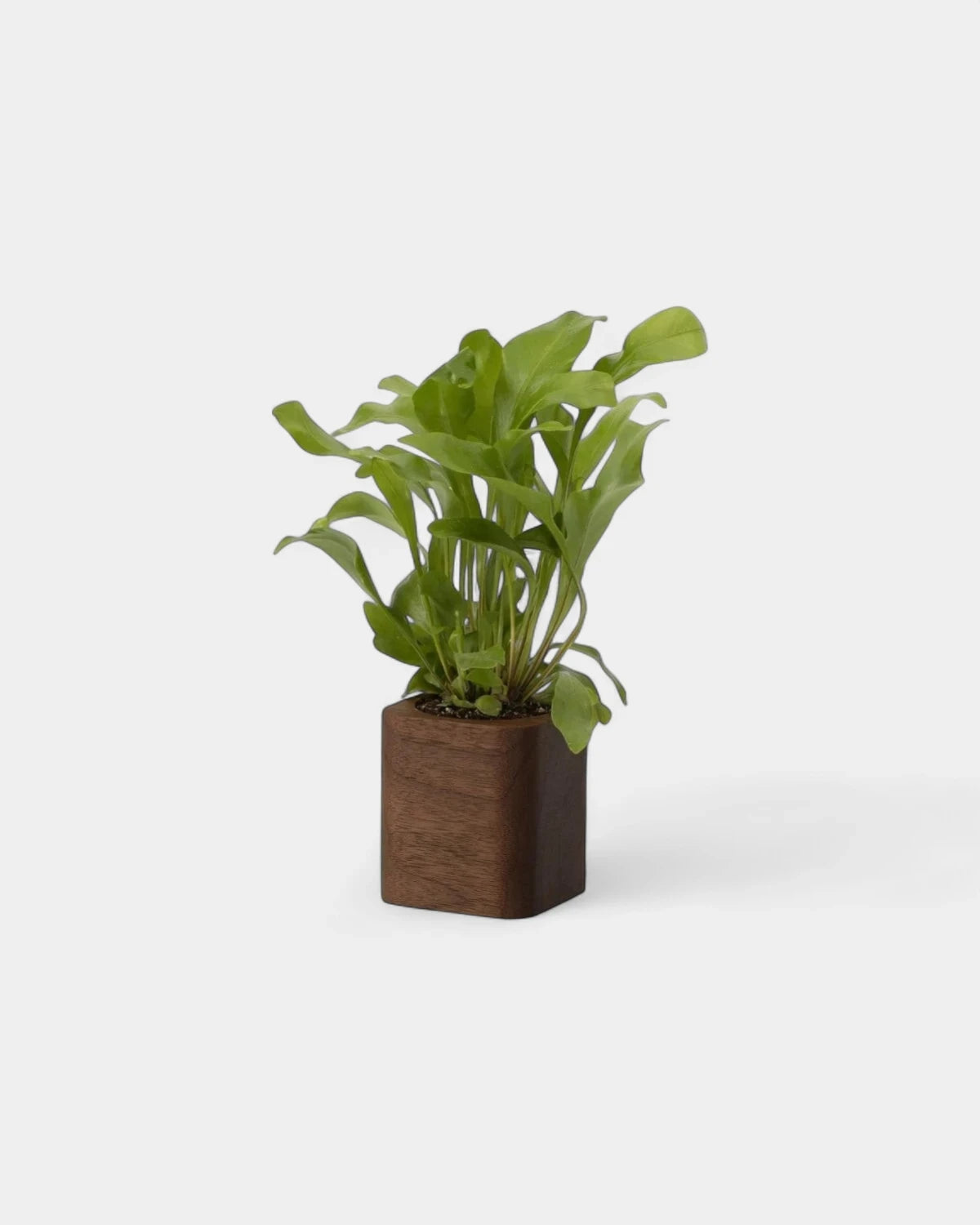 pot-cubique-en-bois-a-personnaliser3